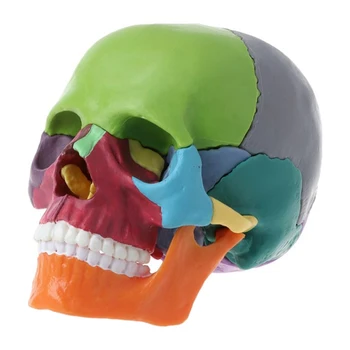15vnt/Set Išardyta Kaukolės Modelis Spalva Kaukolės Anatomijos Modelis, Nuimamas Mokymo Priemonė