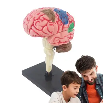Smegenų Modelį, Skirtą Vaikams Mokyti Smegenų Modelis Mokymo Med Modelis Spalvomis Nustatyti Smegenų Funkcijas, Mokymo Anatomijos Modelis